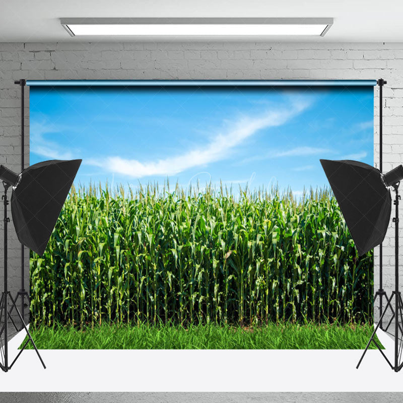 Lofaris Blue Sky Green Cornfield Summer Backdrop For Photo