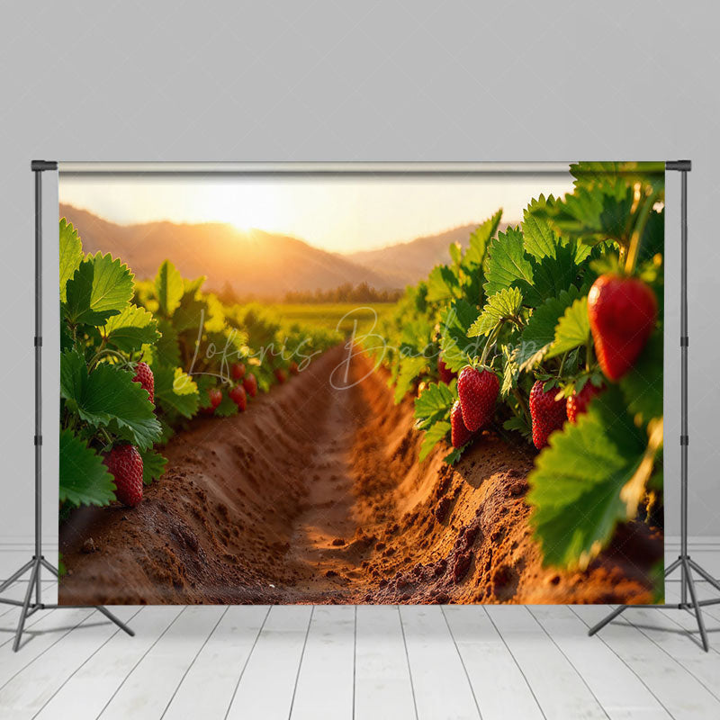 Lofaris Strawberry Orchard Sunset Sweet Warm Winter Backdrop