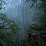 Load image into Gallery viewer, Lofaris Brown Green Forest Theme Photo Backdrop For Portrait