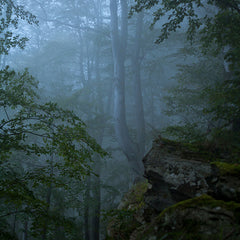 Lofaris Brown Green Forest Theme Photo Backdrop For Portrait