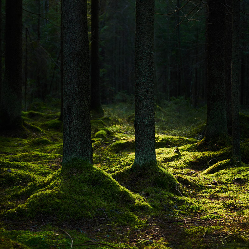 Lofaris Mystery Dark Green Forest Theme Photo Backdrop For Portrait